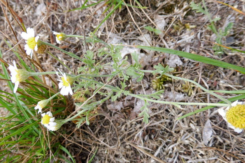 Anthemis ruthenica Ruthenische Hundskamille 1.JPG