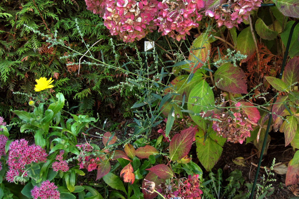 atriplex_rodenberg_2022-10-06 (1).jpg