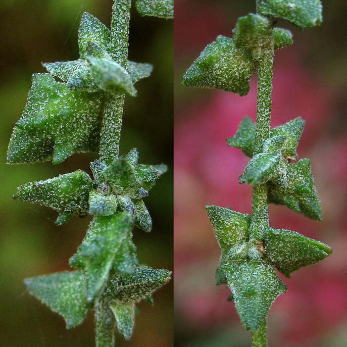 atriplex_rodenberg_2022-10-06 (3).jpg