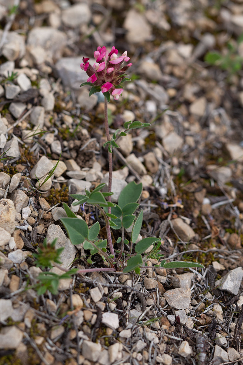 Anthyllis vulneraria subsp rubriflora_5993.jpg