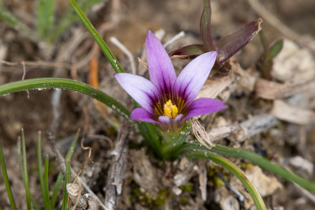 Romulea columnae_1374.jpg