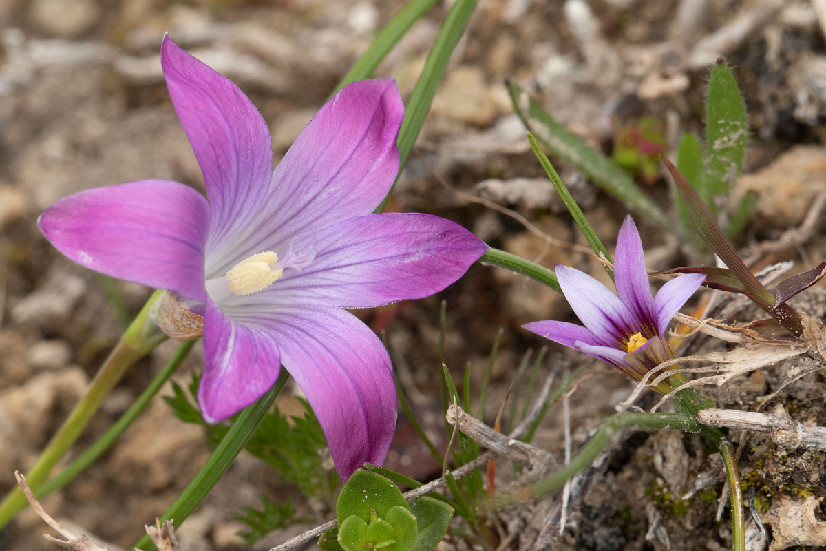 Romulea ligustica und columnae_1376.jpg