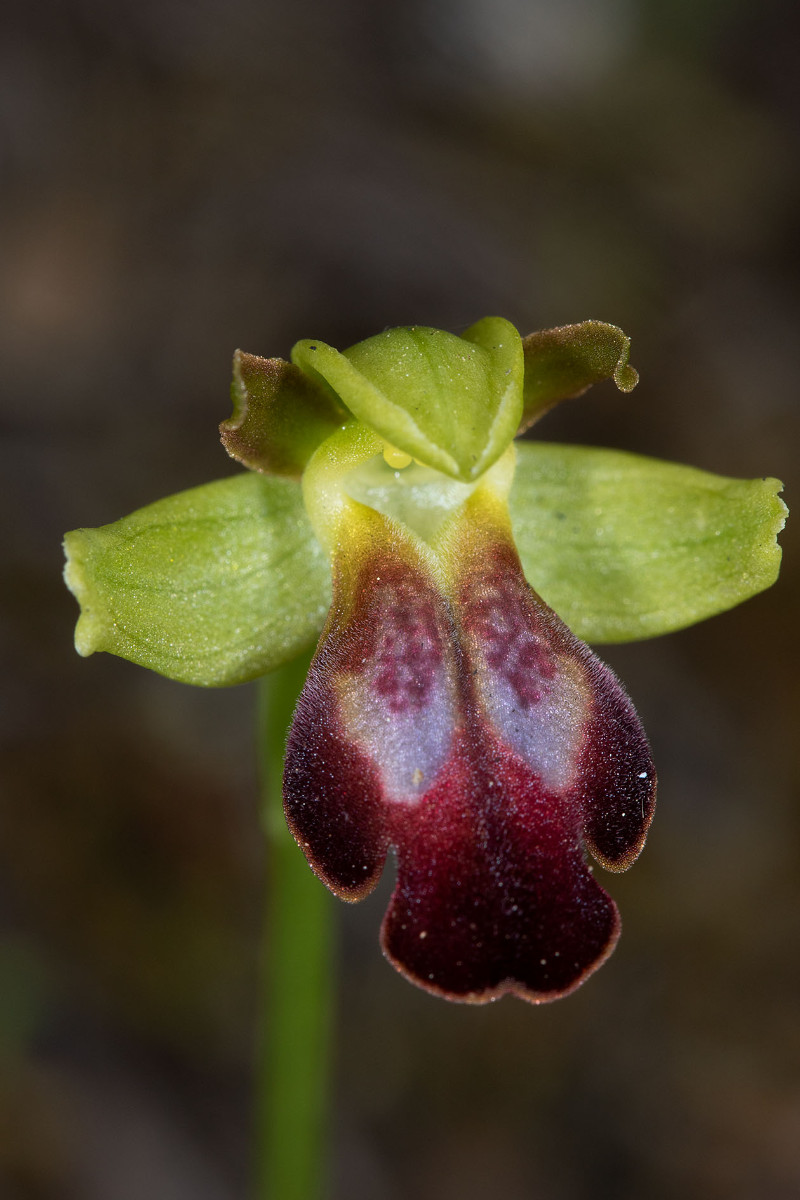 Ophrys zonata_1362.jpg