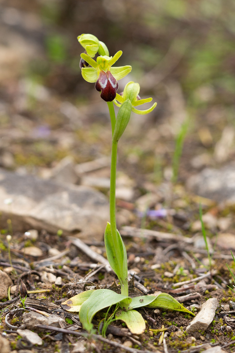 Ophrys zonata_5983.jpg