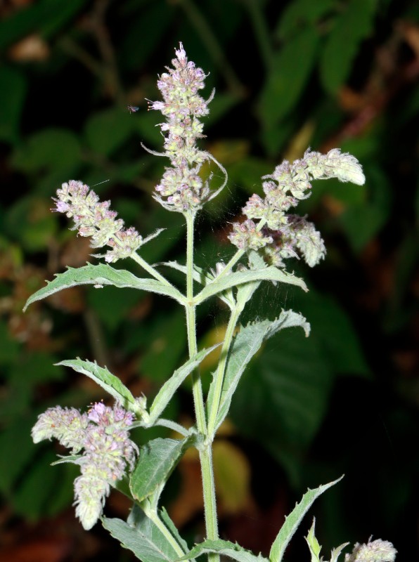 Mentha hybrid SW SteinauADStraße HE A04.jpg