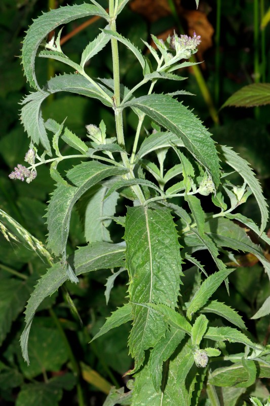 Mentha hybrid SW SteinauADStraße HE A05.jpg