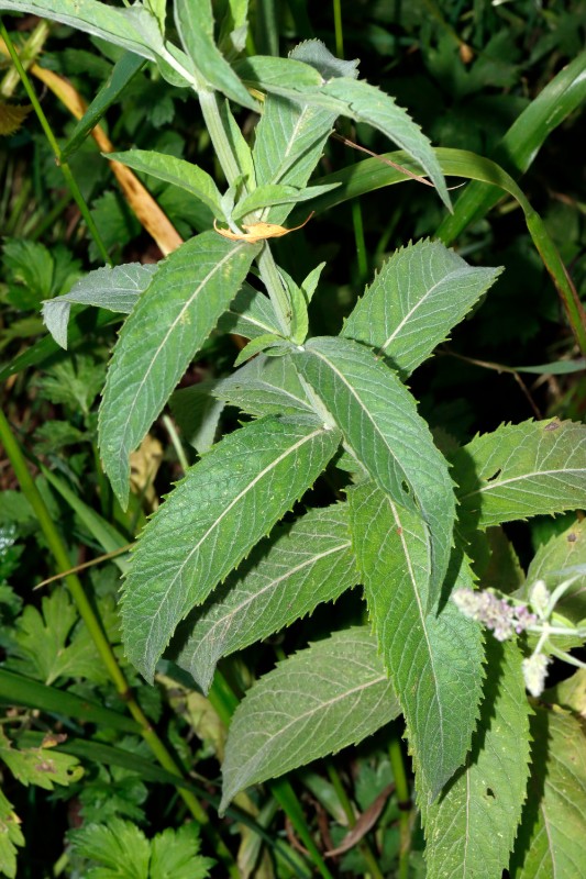 Mentha hybrid SW SteinauADStraße HE A07.jpg