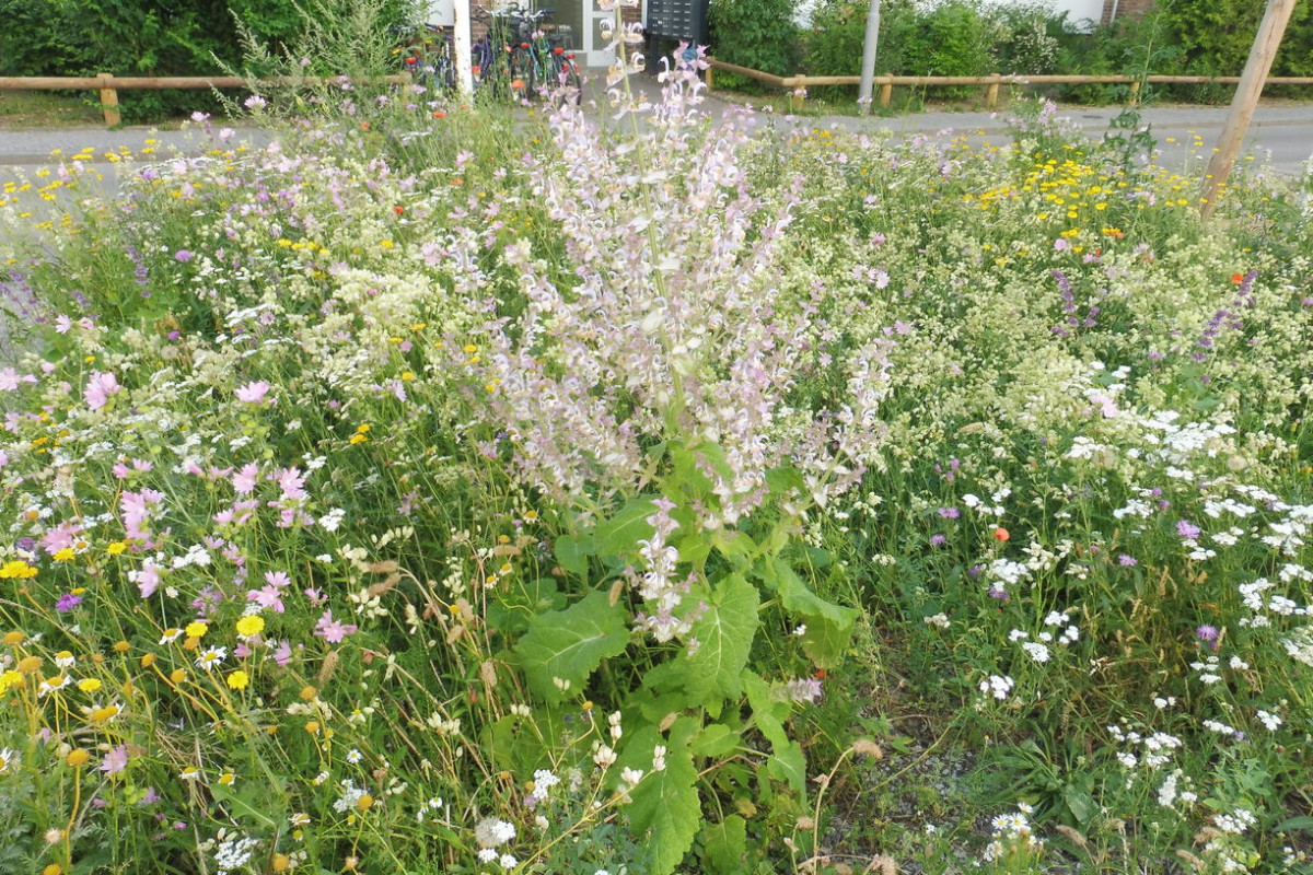 Salvia sclarea Muskatellersalbei 1.JPG