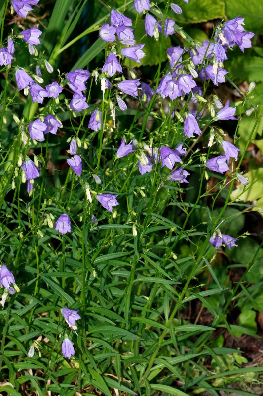 Campanula baumgartenii GartenWe22 ex Schönhofer A03.jpg