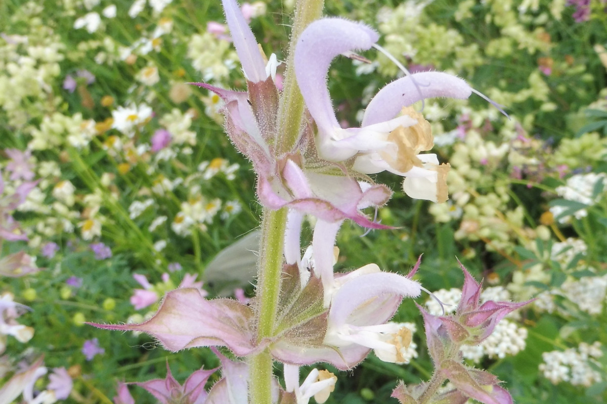 Salvia sclarea Muskatellersalbei 2.JPG