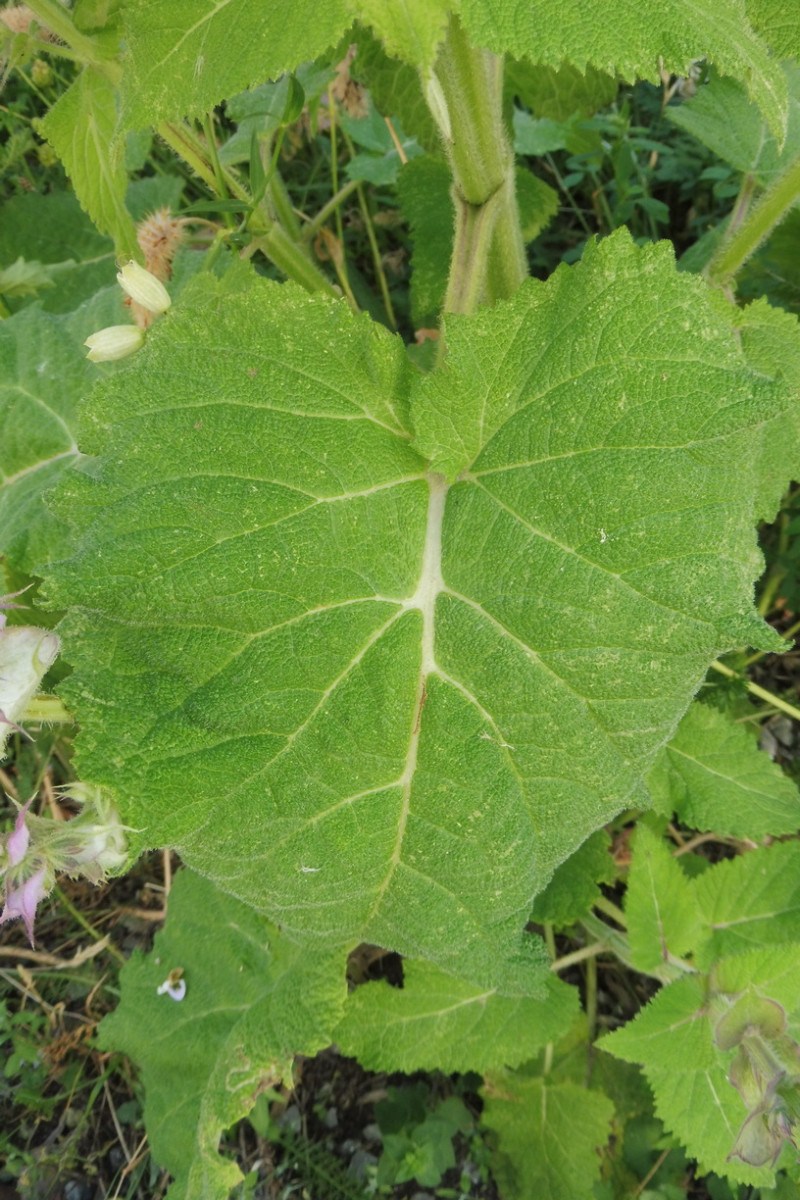 Salvia sclarea Muskatellersalbei 3.JPG