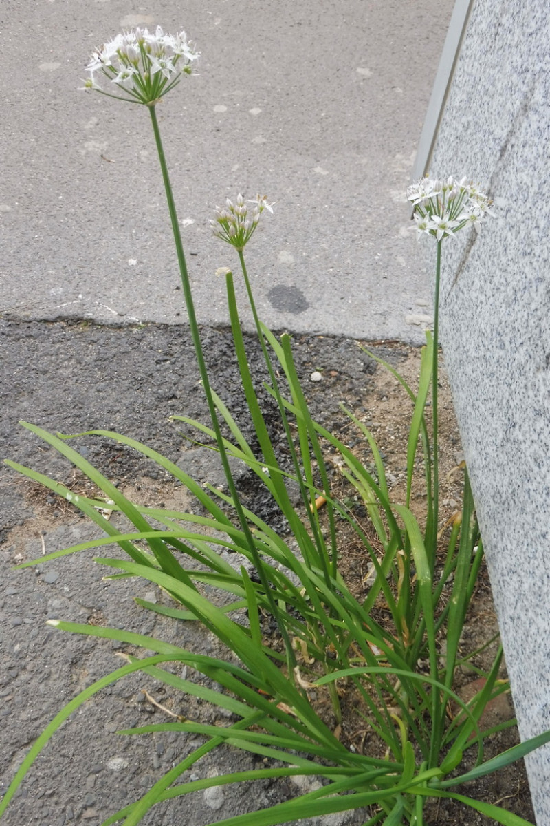 Allium ramosum Chinesischer Lauch 1.JPG