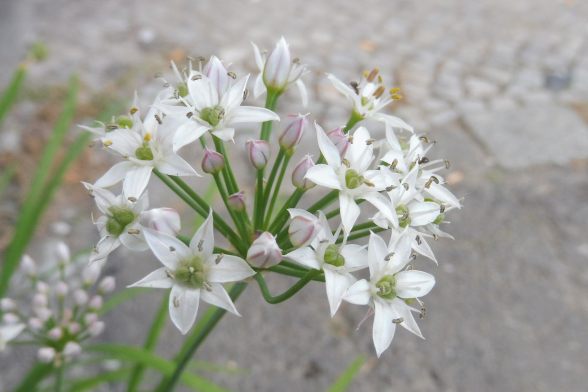 Allium ramosum Chinesischer Lauch 2.JPG