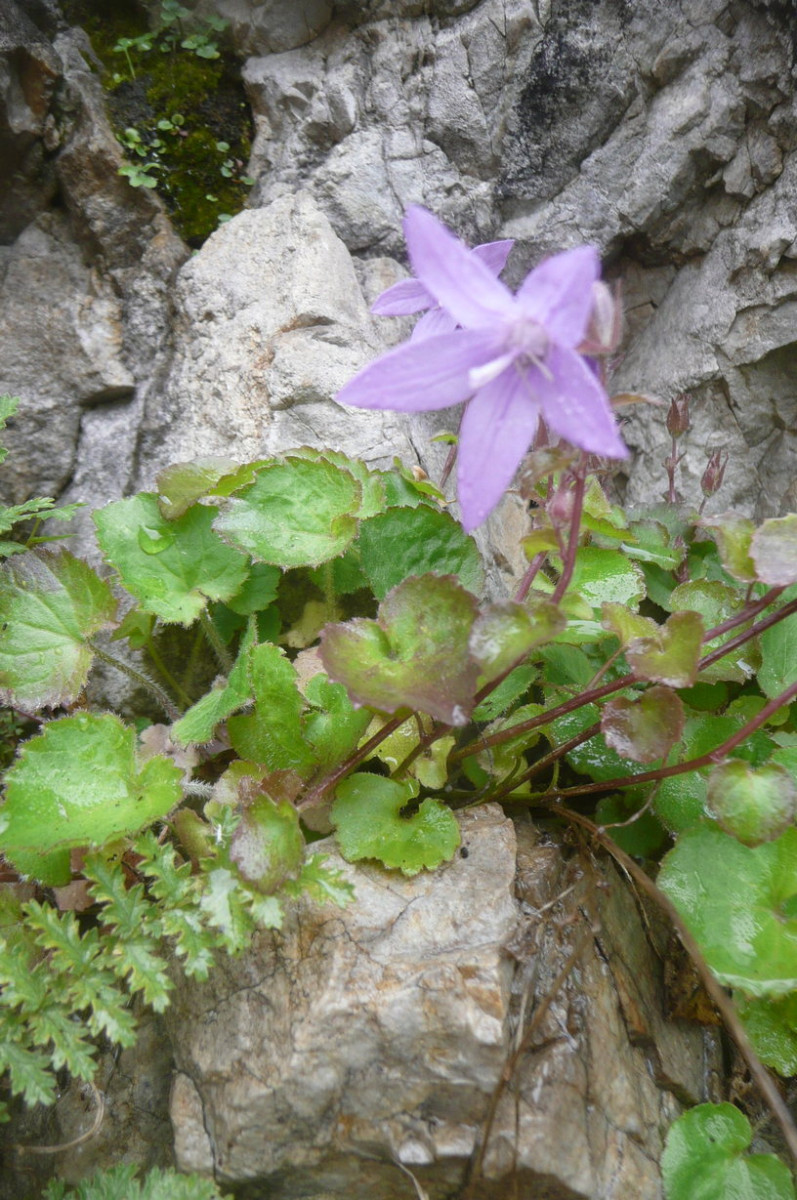 Campanula 2 a.JPG