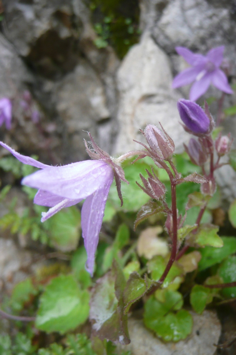 Campanula 2 c.JPG