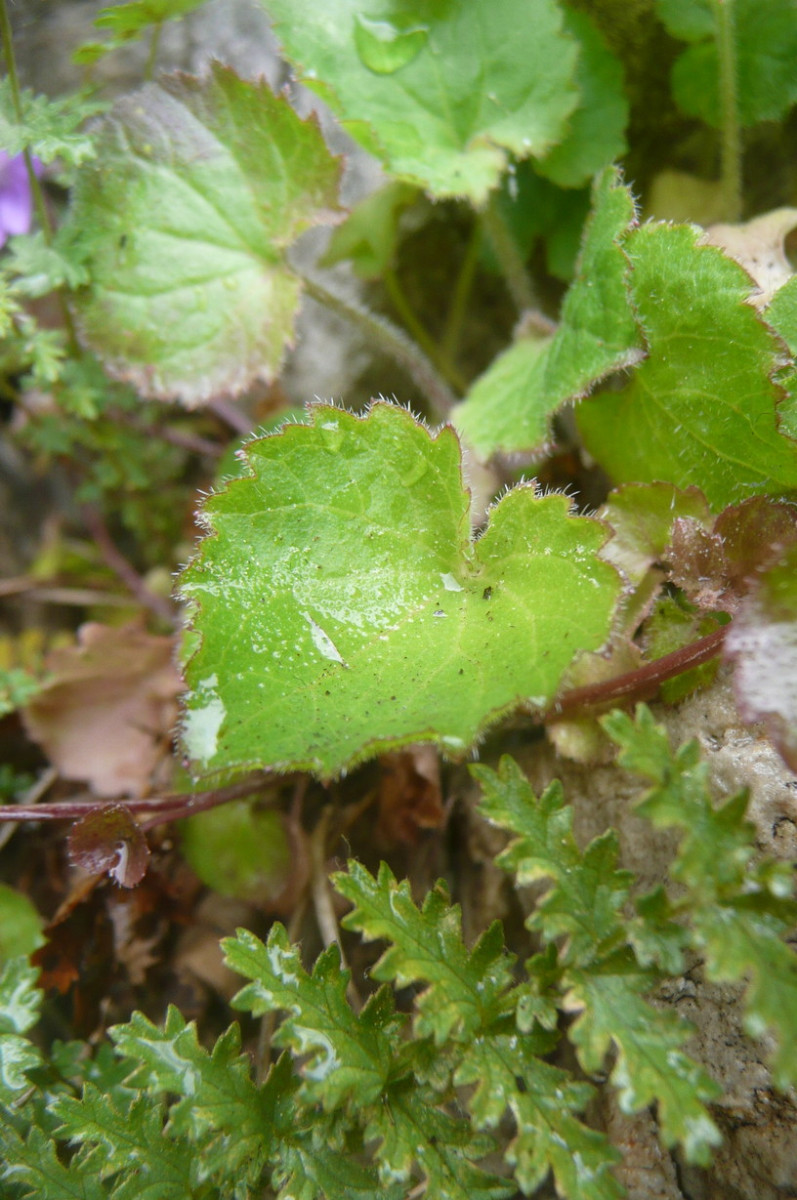 Campanula 2 e.JPG