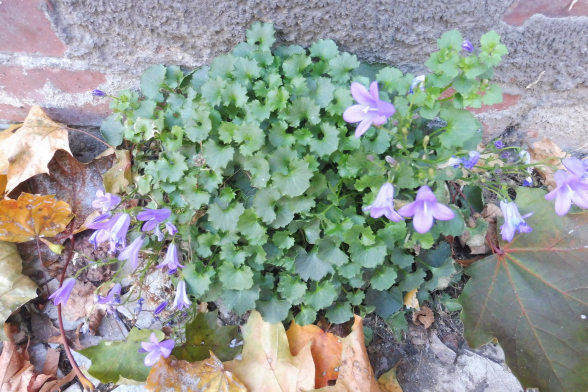 Campanula portenschlagiana 1.JPG