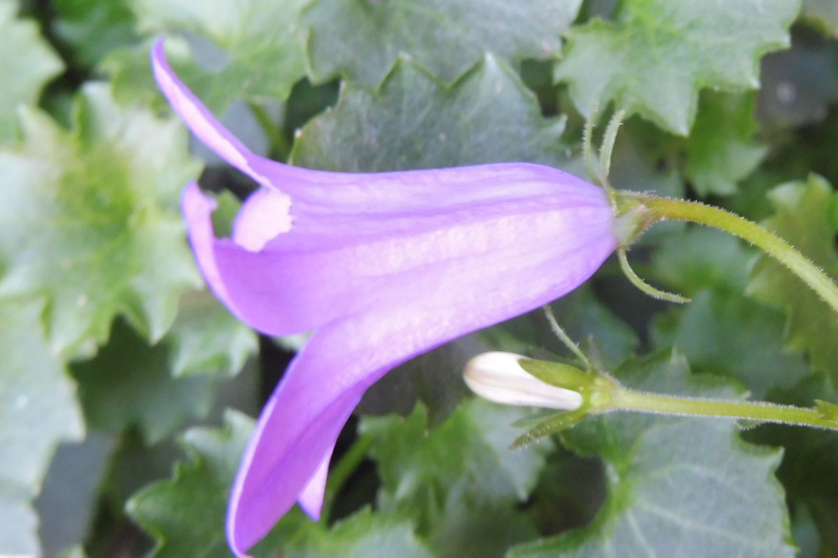 Campanula portenschlagiana 2.JPG