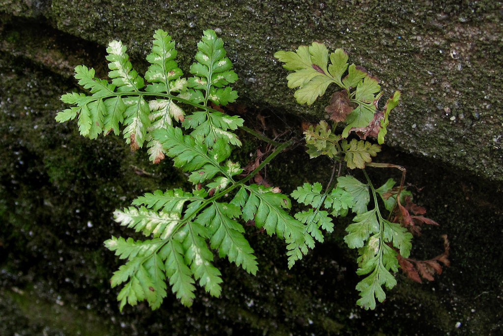 asplenium_adiantum-nigrum_bremen_2022-10-12.jpg