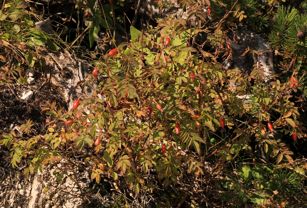 k-Rosa_02.JPG