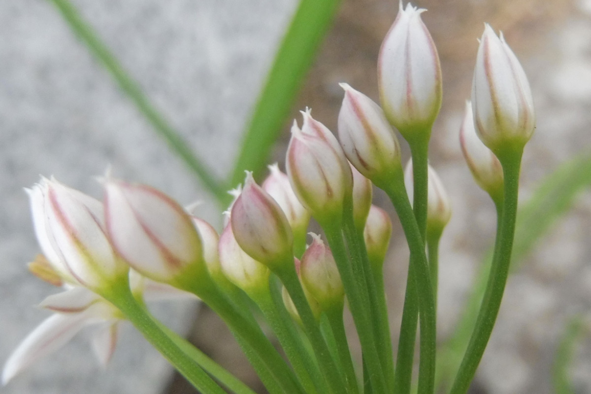 Allium ramosum Chinesischer Lauch Knospen.JPG