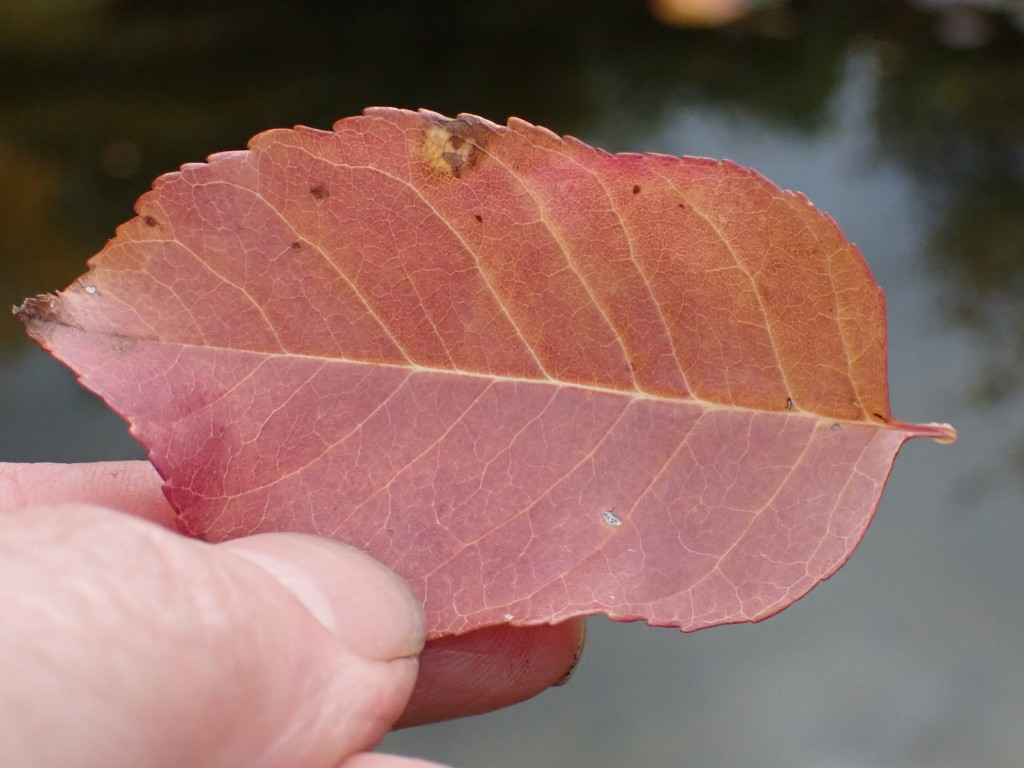 Fraxinus1.jpg