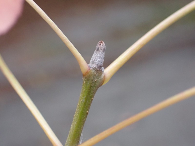 Fraxinus2.jpg