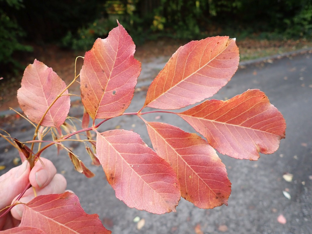 Fraxinus4.jpg
