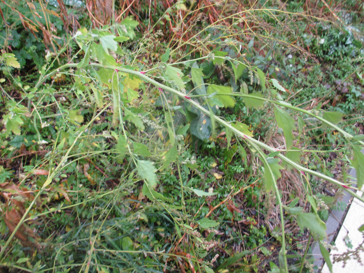 Springer1-Chenopodium-151022.JPG