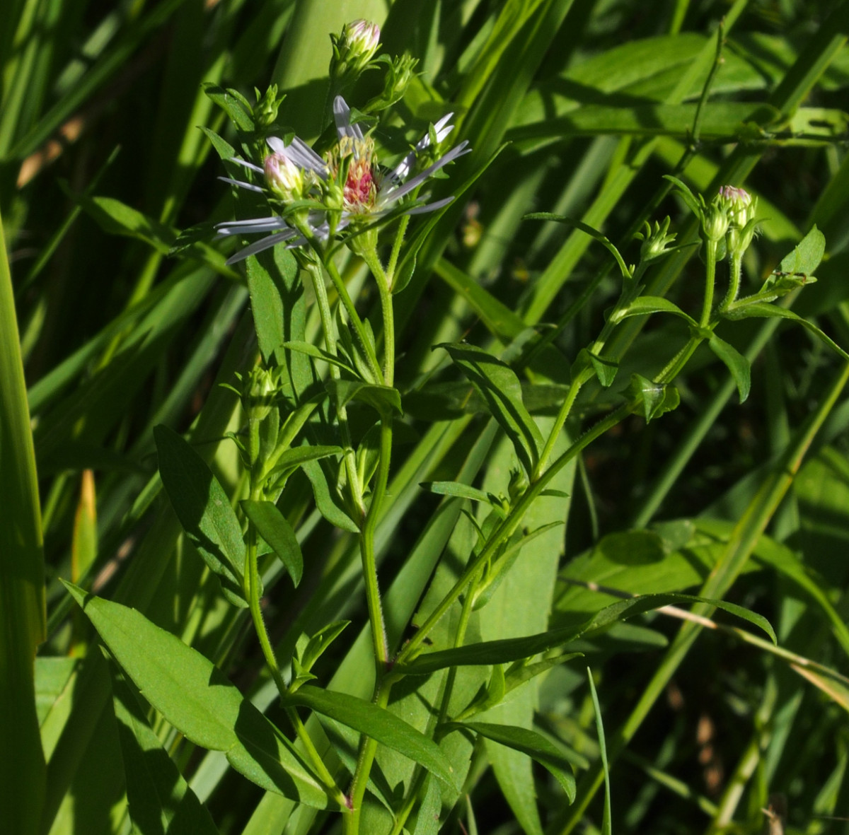 P7271720.JPG