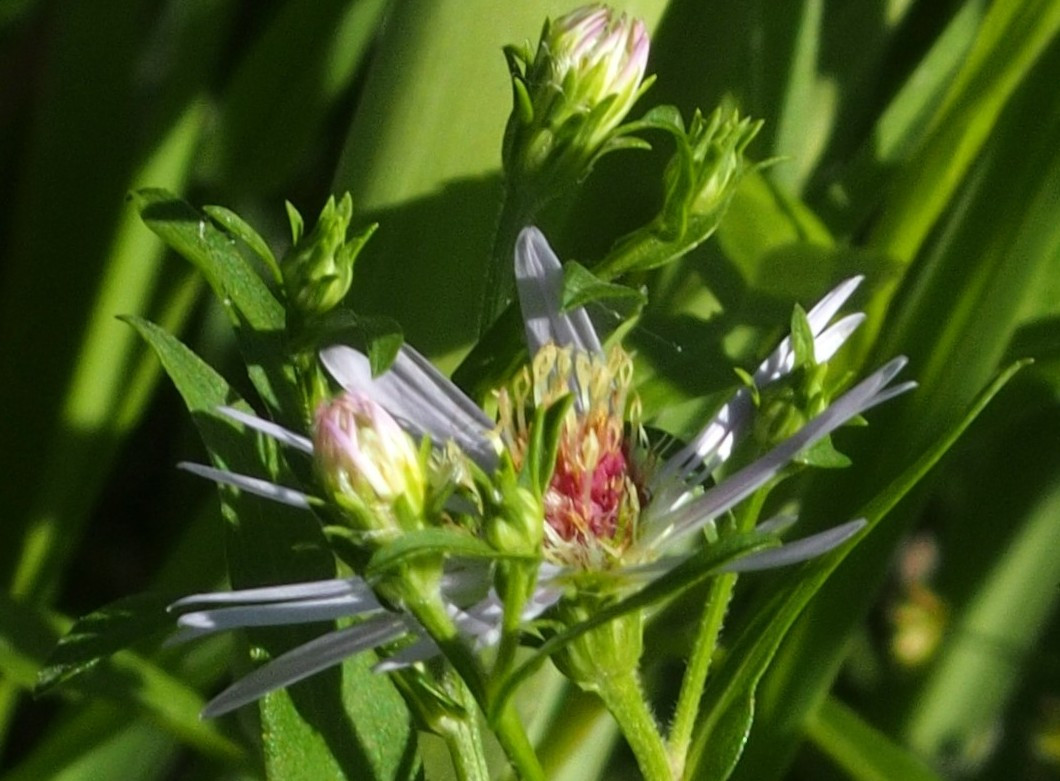 P7271720b.JPG