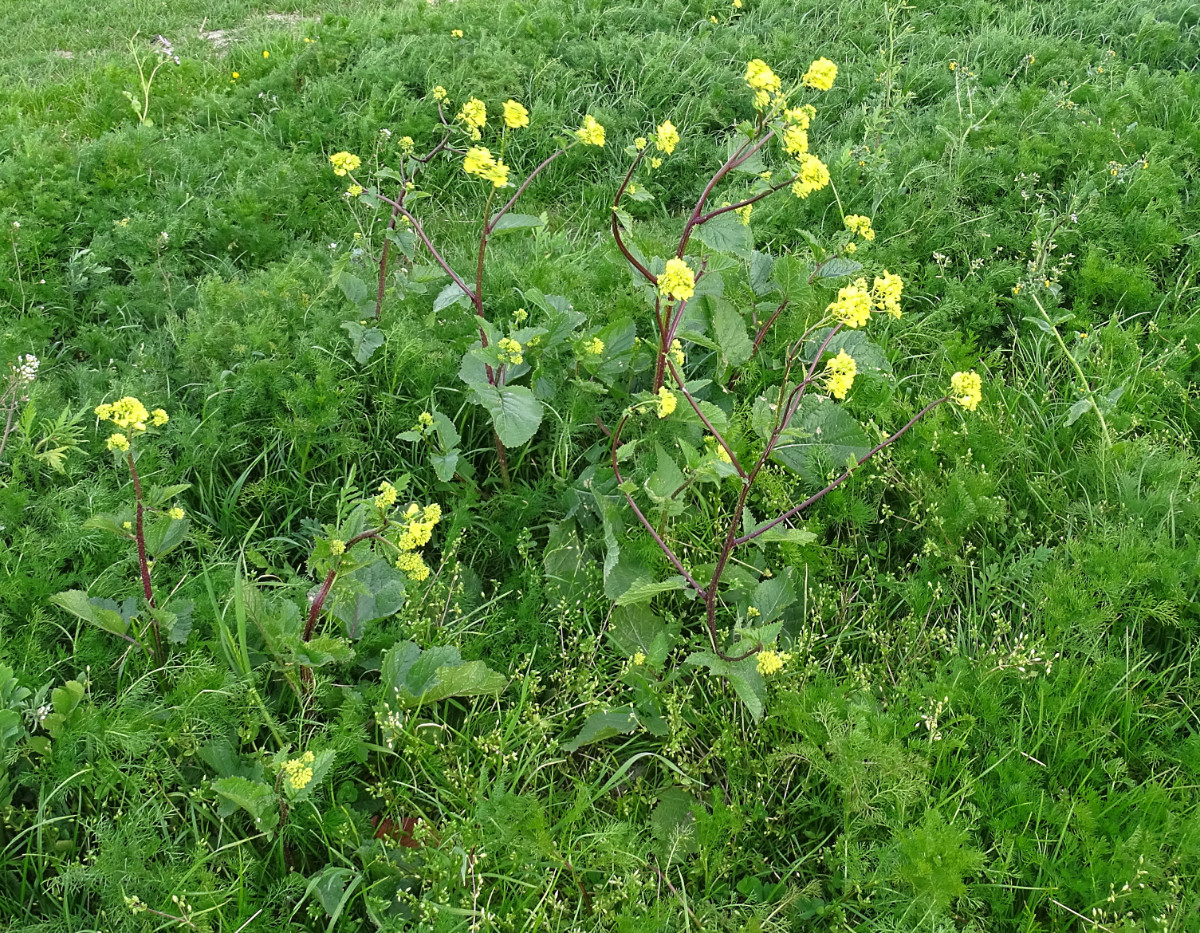 DSC04741-3800-80.JPG