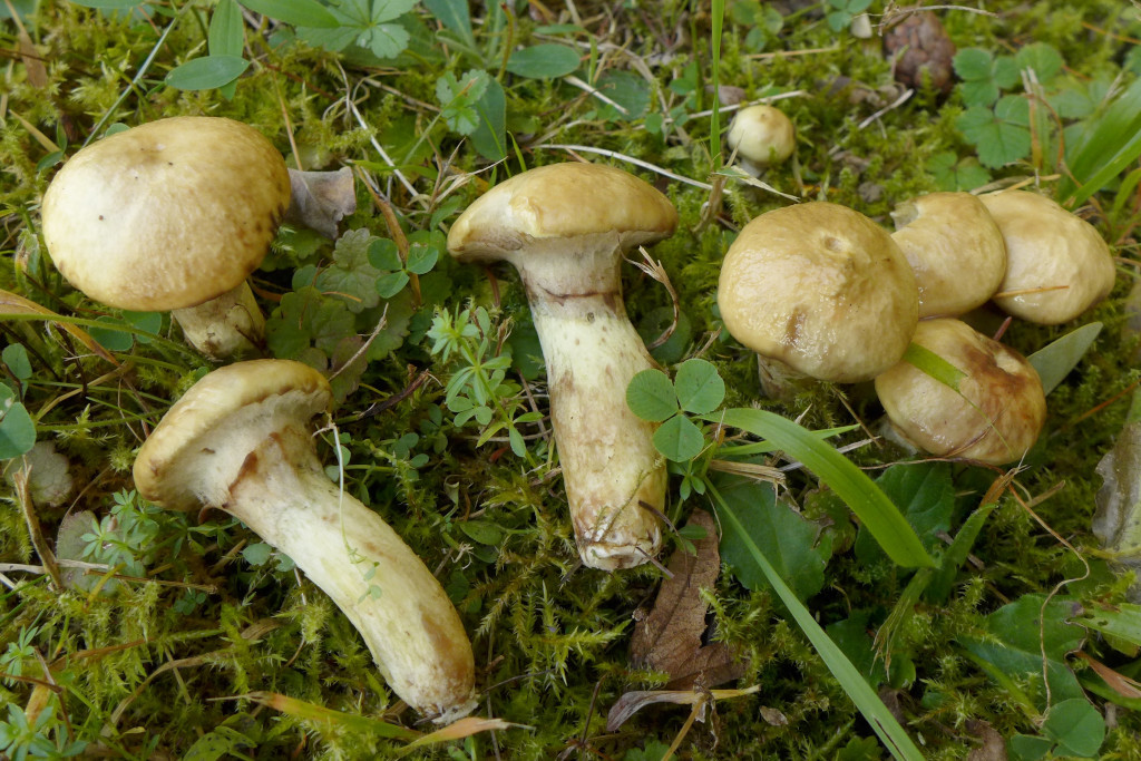 Suillus viscidus_Grauer Lärchenröhrling_10-2016.jpg