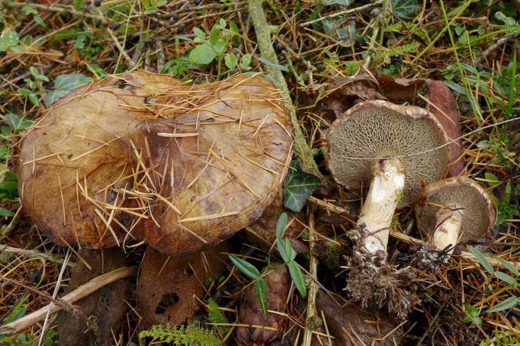 Suillus viscidus_Grauer Lärchenröhrling_12-2014.jpg