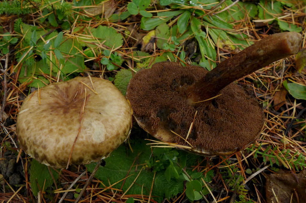 Suillus viscidus_Grauer Lärchenröhrling_alt_12-2014.jpg