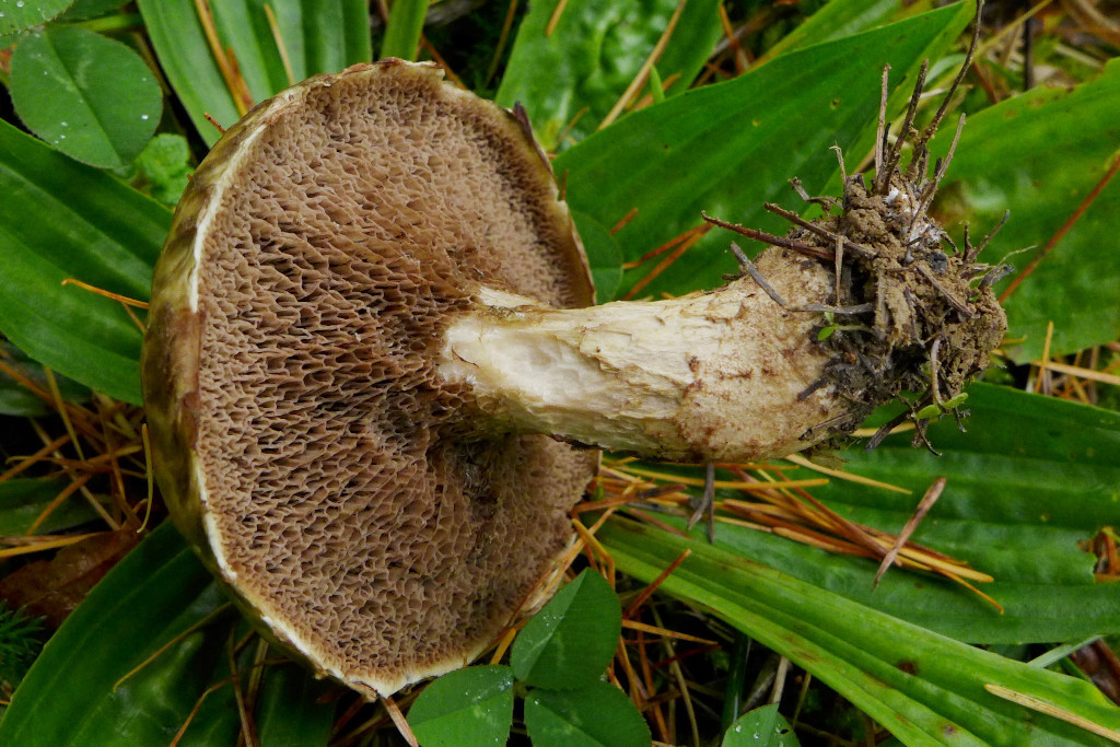 Suillus viscidus_Grauer Lärchenröhrling_älter_12-2014.jpg