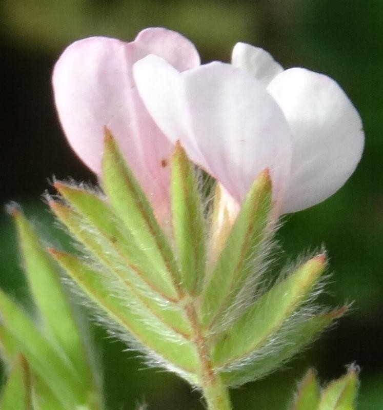 (3) Doppelblüte.jpg