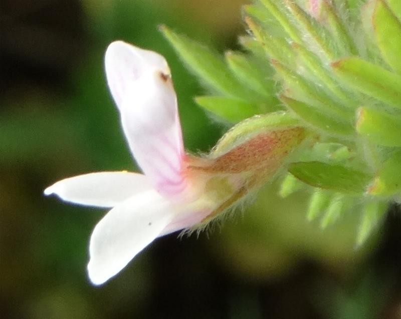 (5) Einzelblüte von der Seite.jpg