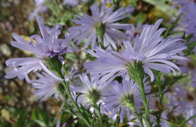 (3) Blüten von unten.jpg