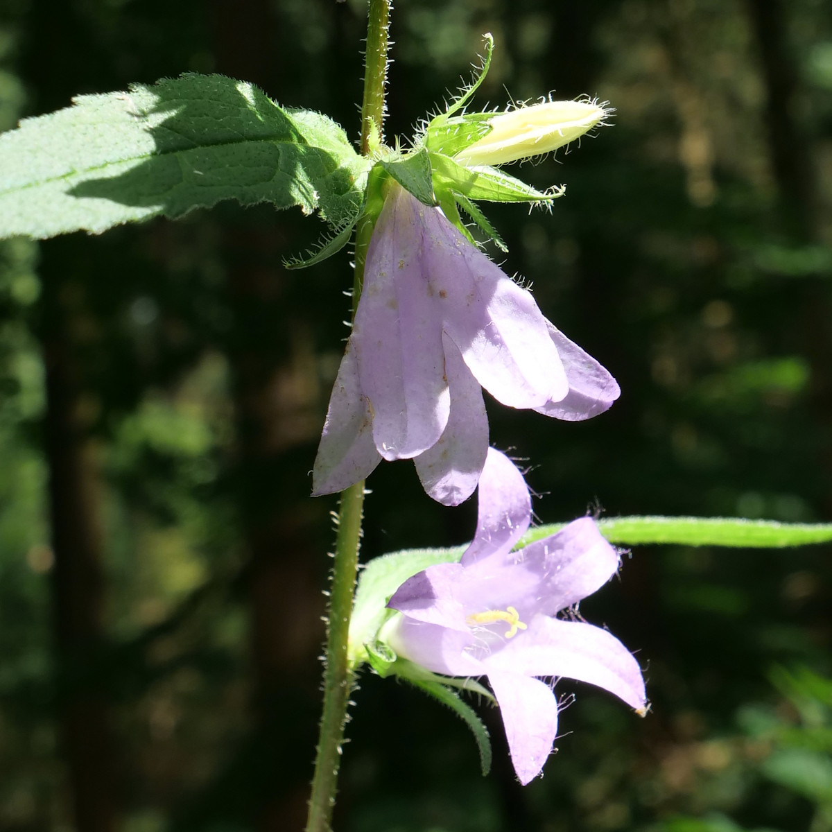 P1034589K2.JPG