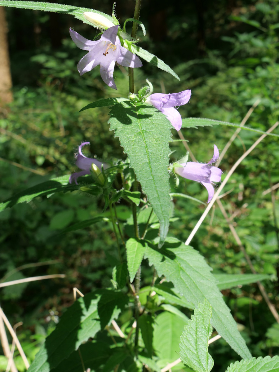 P1034590K.JPG
