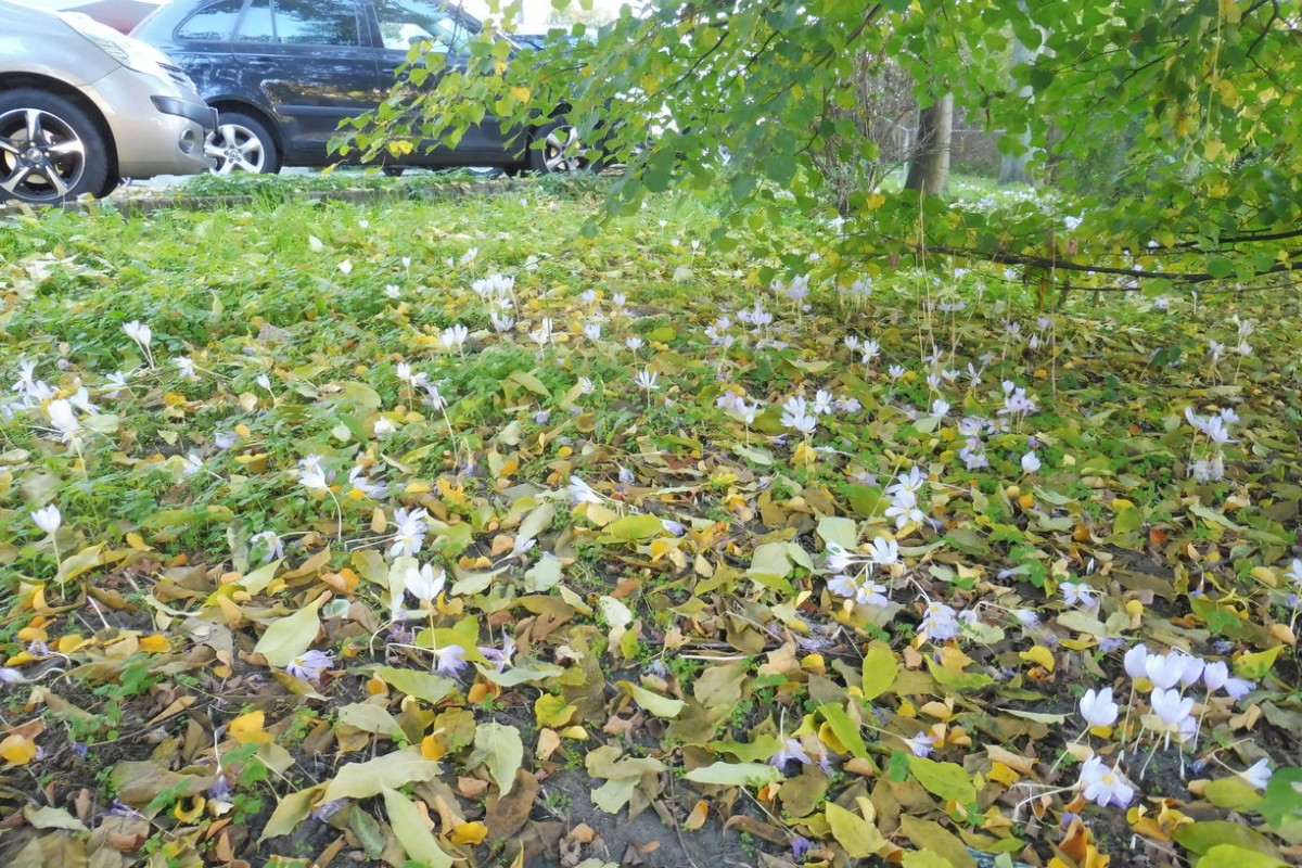 Crocus kotschyanus Landsberger Allee.JPG