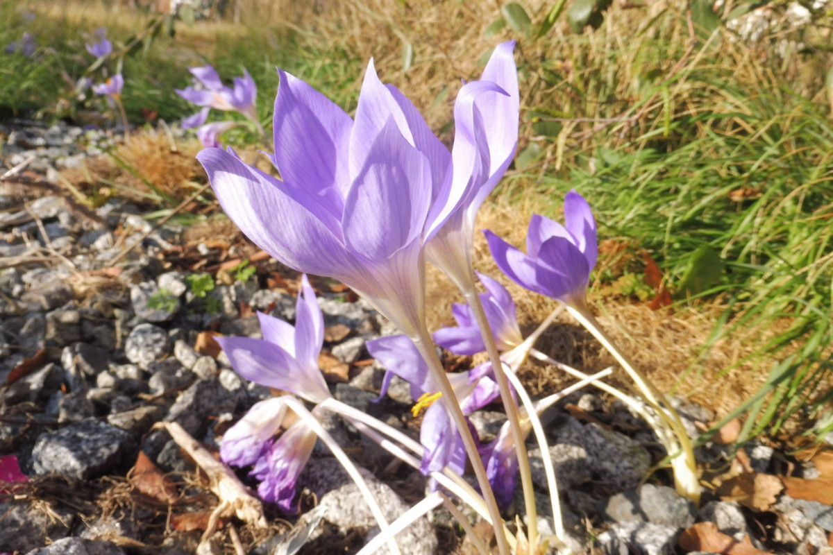 Crocus speciosus 1.JPG