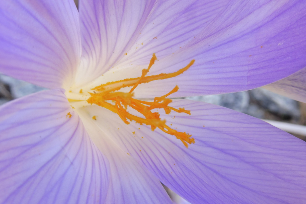 Crocus speciosus 2.JPG