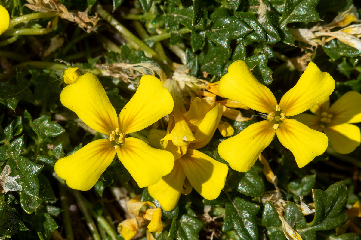 Morisia monanthos_1595.jpg