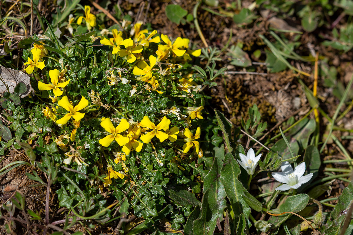 Morisia monanthos_6101.jpg