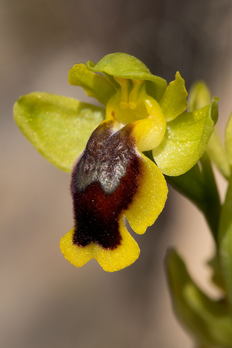 Ophrys lepida_1545.jpg
