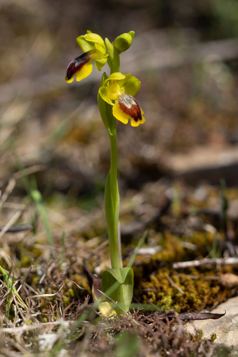 Ophrys lepida_6082.jpg