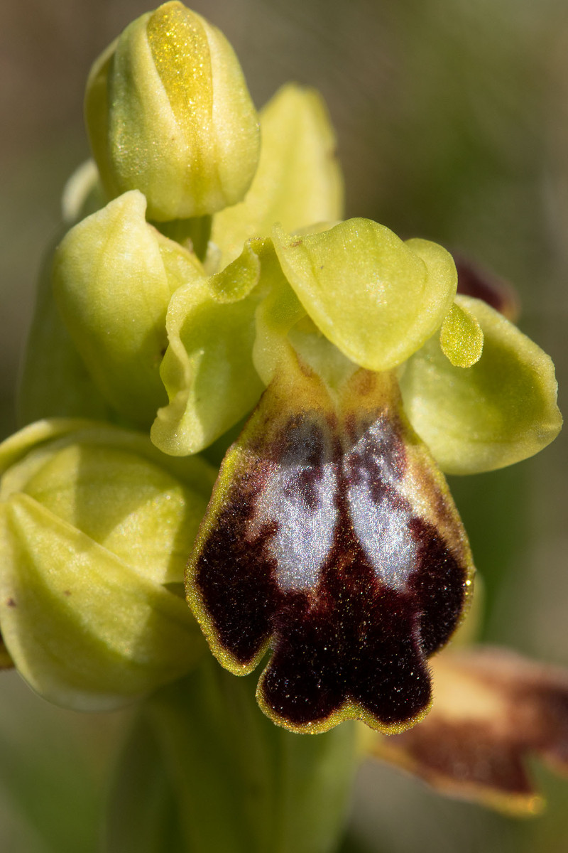 Ophrys ortuabis_1647.jpg