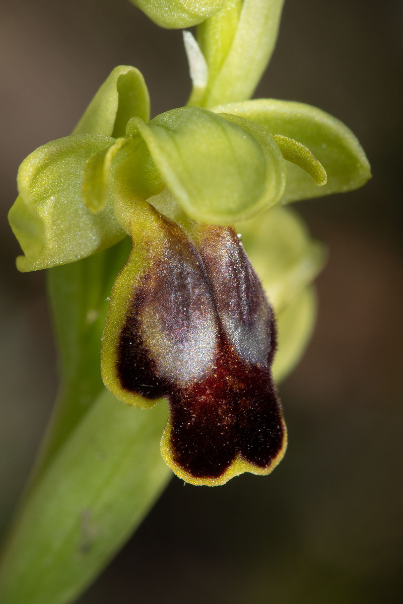 Ophrys ortuabis_1660.jpg
